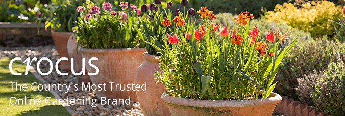Link to the Crocus website