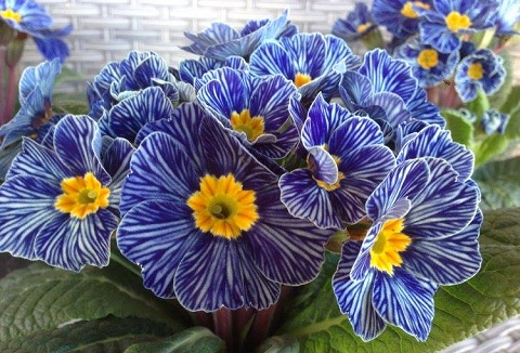 Link to the Gardening Express website