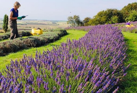 Link to the Lavender World website