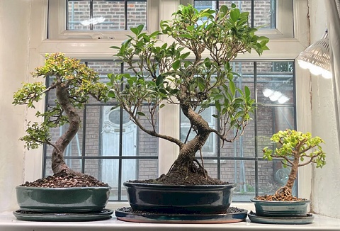 Link to the Yorkshire Bonsai website