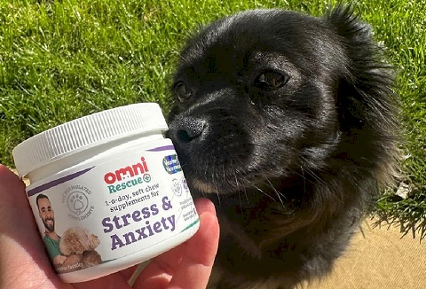 Link to the Omni website