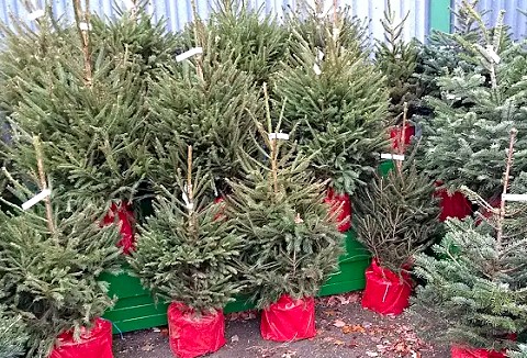 Link to the Warboys Christmas Tree Centre website Link to the Warboys Christmas Tree Centre website