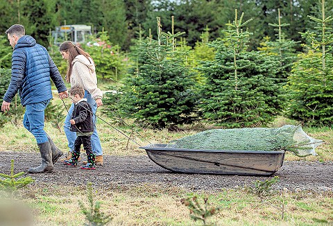Link to the Ty Cerrig Christmas Tree Farm website Link to the Ty Cerrig Christmas Tree Farm website