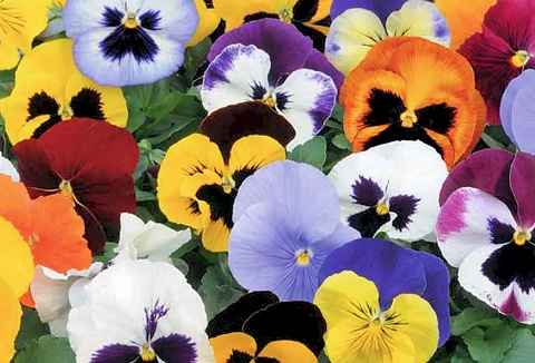 Link to the Carbeth Plants website Link to the Carbeth Plants website