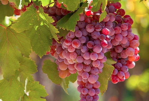 Link to the Carbeth Plants website Link to the Carbeth Plants website