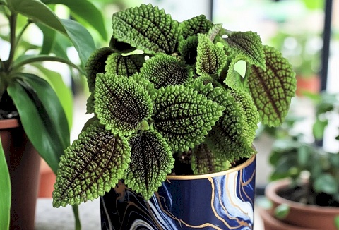 Link to the Carbeth Plants website