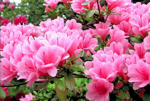 Link to the Carbeth Plants website